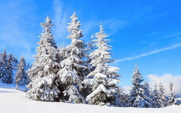 Sapporo Snow Festival